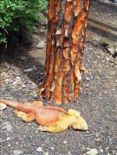 Land iguana sun baking next to a giant cactus. Notice how the colour changes next to the trunk.: by jorjejuanita, Views[321]