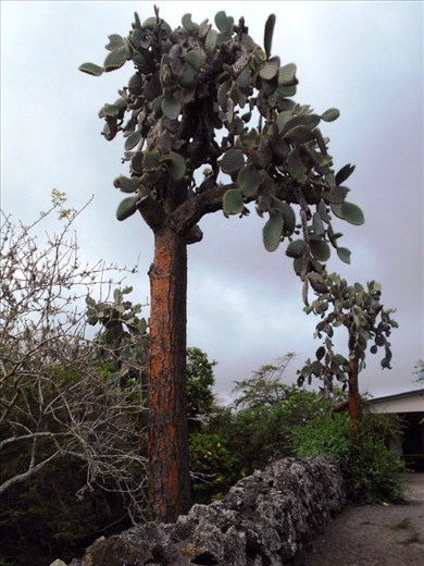 Giant Cactus, endemic to the Galapagos. It has normal bark on the trunk like any other tree