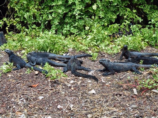 Marine iguanas just back from a swim