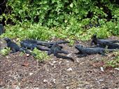 Marine iguanas just back from a swim: by jorjejuanita, Views[257]