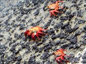 Im pretty sure one of these was Sebastian from the little mermaid: by jorjejuanita, Views[374]