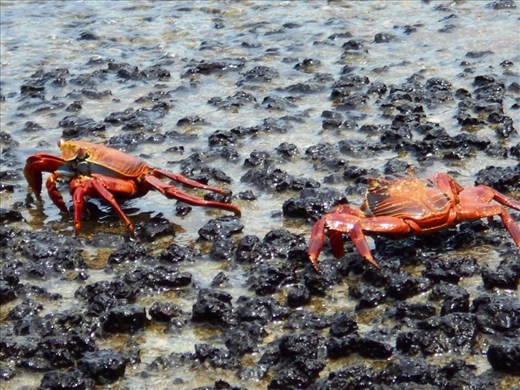 The 'Sally Lightfoot' red crab. These can be seen at the waters edge all over the island