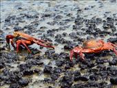 The 'Sally Lightfoot' red crab. These can be seen at the waters edge all over the island: by jorjejuanita, Views[316]