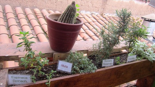 Home grown herbs at Green Point cafe.