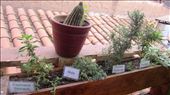 Home grown herbs at Green Point cafe.: by jorjejuanita, Views[315]