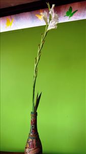 by jorjejuanita, Views[296]