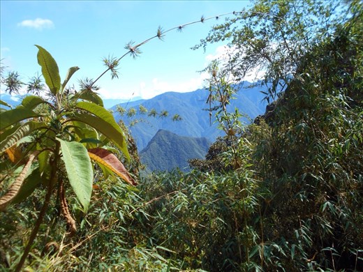 Jungle. Thick bamboo growth