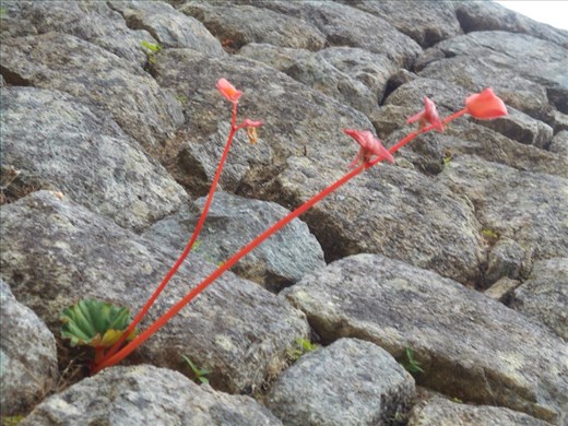 Orchids growing from the stone in the sub tropical areas at lower altitude. Intipata.