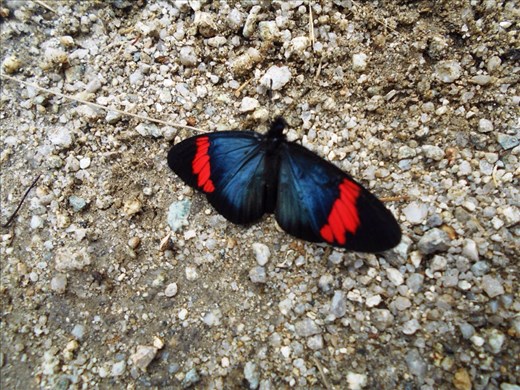 Butterfly that joined us in the ruins at Intipata