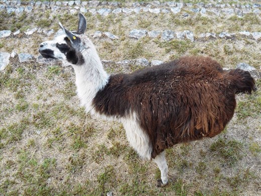 Llama / lawnmower
