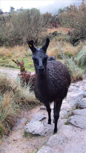 Llamas lived at the Chaquicocha campsite. Day 2