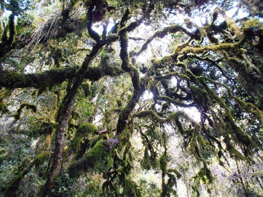 At the lower altitudes the climate is sub tropical and very damp. Moss covering a big tree. Its all very green and pretty