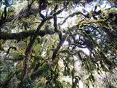 At the lower altitudes the climate is sub tropical and very damp. Moss covering a big tree. Its all very green and pretty: by jorjejuanita, Views[332]
