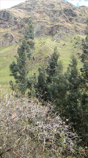 The Australian Eucalyptus. The Peruvian government introduced them to the valley to prevent landslides. The roots grow deep and strong.