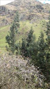 The Australian Eucalyptus. The Peruvian government introduced them to the valley to prevent landslides. The roots grow deep and strong.: by jorjejuanita, Views[208]