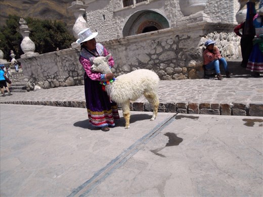 Pet llamas in Maca.