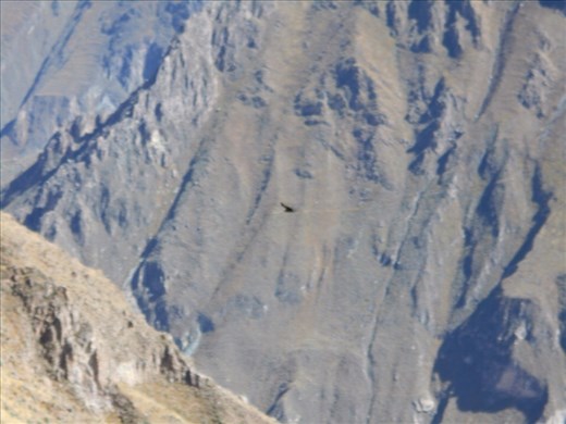 On the edge of the Colca Canyon watching a condor glide up.