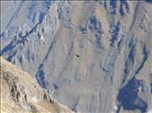 On the edge of the Colca Canyon watching a condor glide up.: by jorjejuanita, Views[181]