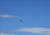 Condor watching.: by jorjejuanita, Views[122]