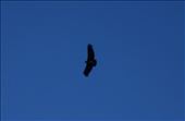 Condor watching.: by jorjejuanita, Views[138]