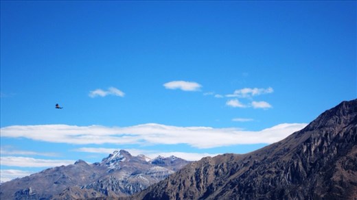 Waiting for the condors to come up from the canyon below us on the currents.