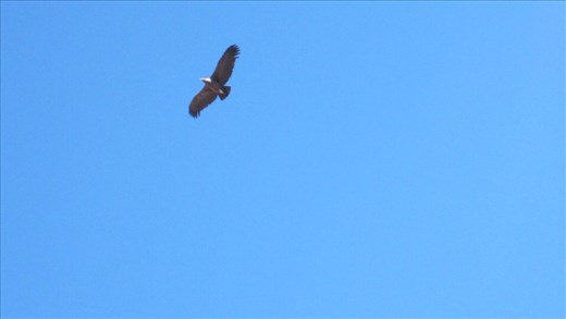 We saw a real condor glide over us !