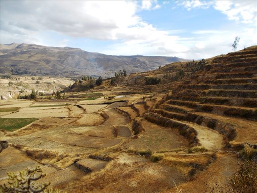Farming terraces at Uyo Uyo runs. Still being used today too. 