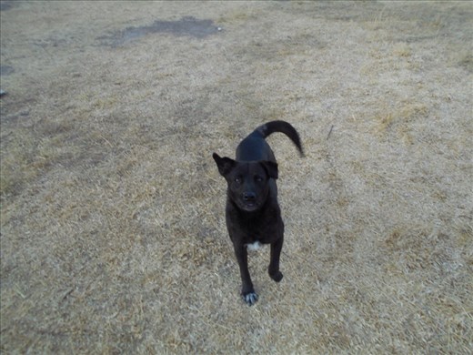 Puppy on our hiking trail, leading us the way. It wasn't really a hike in comparison to having come off th Inka trail the day before. Just a stroll in the park really.