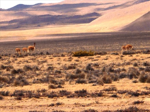 Driving to Colca Canyon. Happy to not be hiking over this.
