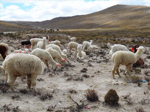 Llamas and alpacas everywhere.