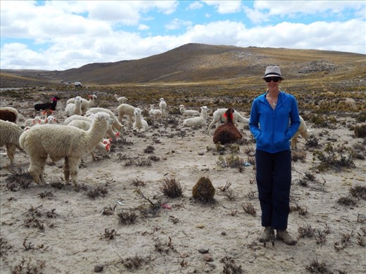 Juanita makng llama and alpaca friends.