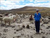 Juanita makng llama and alpaca friends.: by jorjejuanita, Views[149]