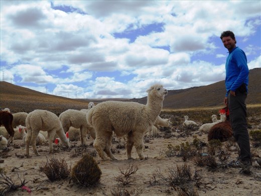 Nice llamas. No one got spat on.