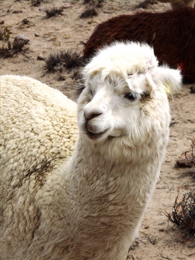 Nice white llama wool.