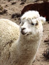 Nice white llama wool.: by jorjejuanita, Views[117]