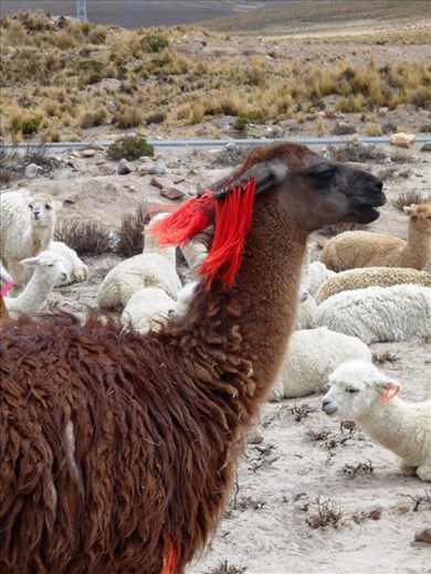 Llama. Could be an alpaca. Have forgotten how to tell the difference now.