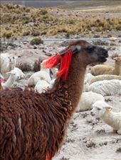 Llama. Could be an alpaca. Have forgotten how to tell the difference now.: by jorjejuanita, Views[173]