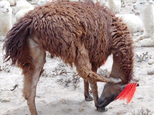 Wooly llama just doing its thing.