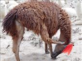 Wooly llama just doing its thing.: by jorjejuanita, Views[144]