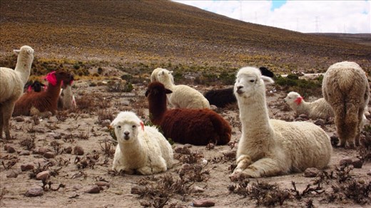 Checking out the local llamas on the road side.