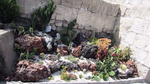 Colourful cactus garden. 