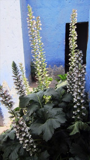 Cactus garden in the monastery. Cacti are aplenty everywhere given Arequipa city is in dust, rock and volcanic stone. 