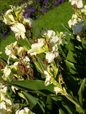 by jose_chache, Views[214]