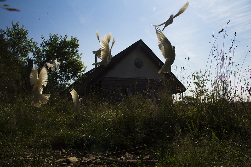 White doves were brought to one plot as a symbol of hope.