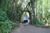 On our way to see Manoa Falls: by joshandkaren, Views[239]