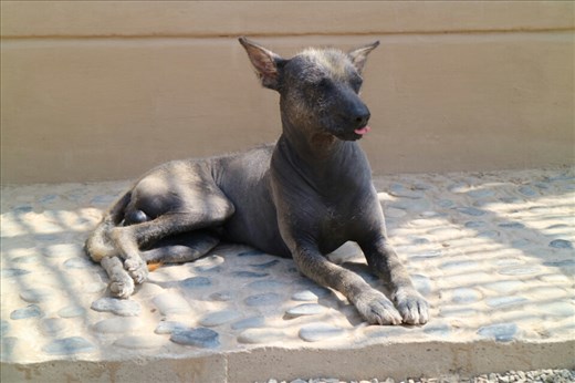 Peruvian hairless dog