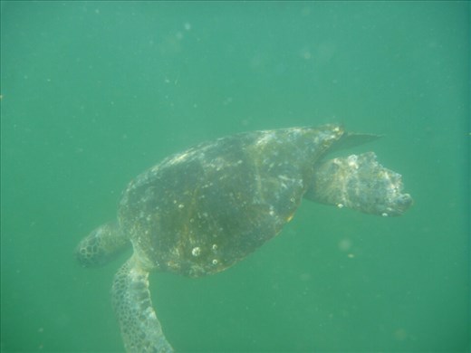 Swimming with giant sea turtles in El Nuro, near Mancora