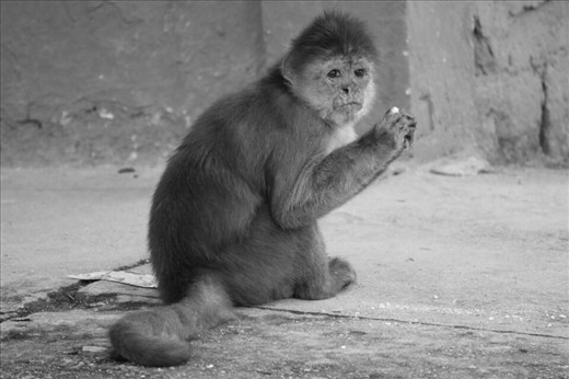 A monkey in a town on the way to the Amazon