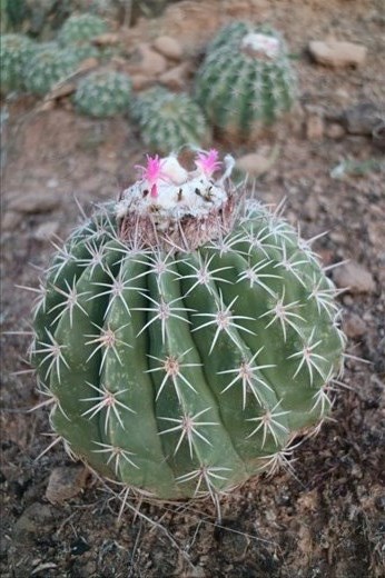 Some of the local flora