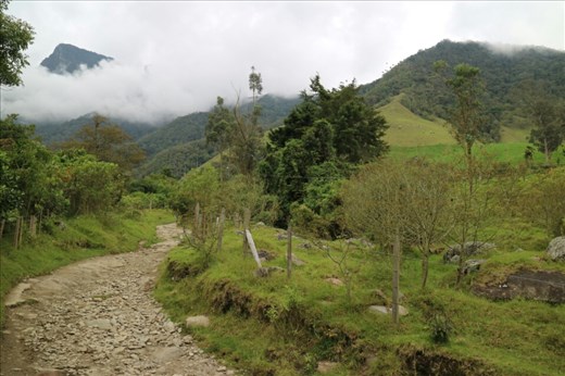 Valle de Cocora in Salento